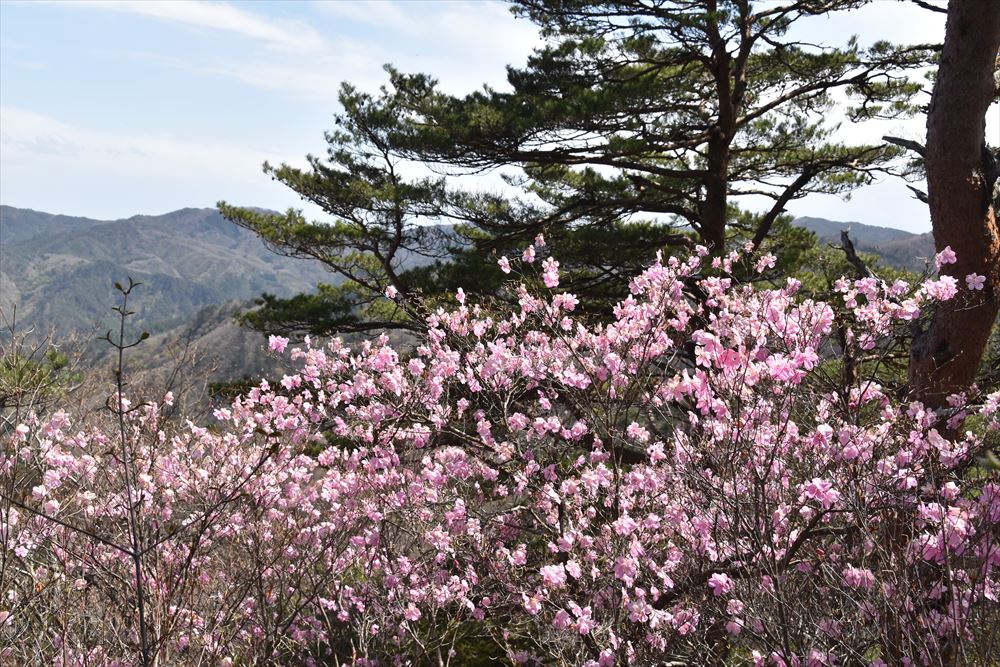 手倉山山頂付近で咲いていたアカヤシオ