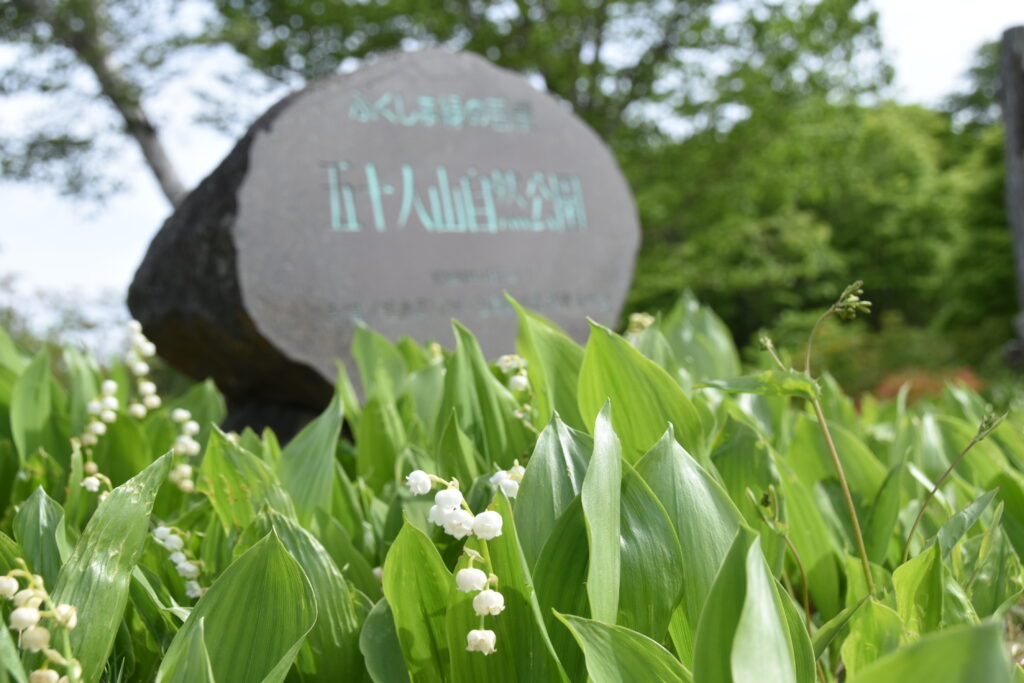 五十人山「ふくしま緑の百景」石碑前に咲くスズラン